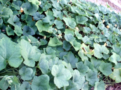 080923_호박1.jpg
