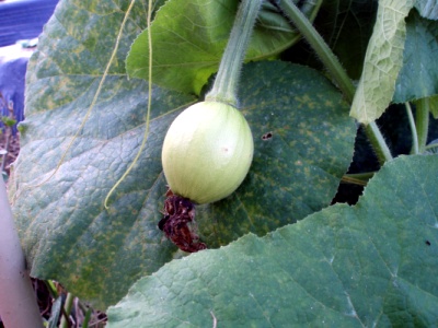 080923_호박2.jpg